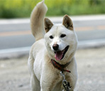 韩媒：邪教“崇拜珍岛犬”打死幼童 母亲竟然是帮凶