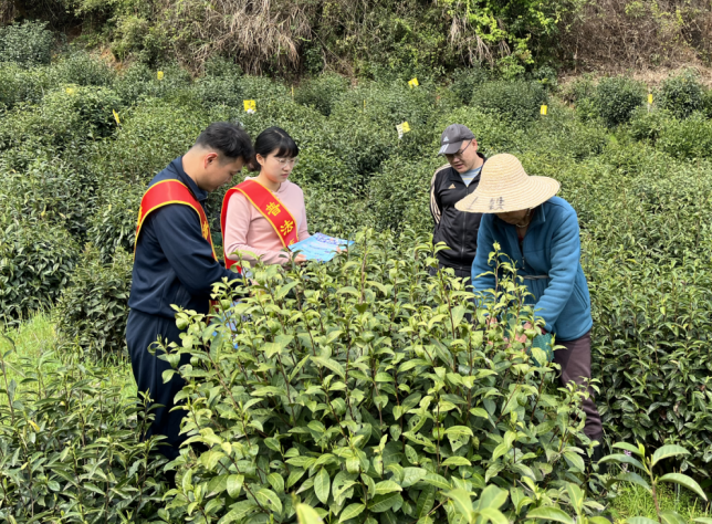 安徽省黄山市祁门县：祁门红茶采摘忙 反邪宣传氛围浓
