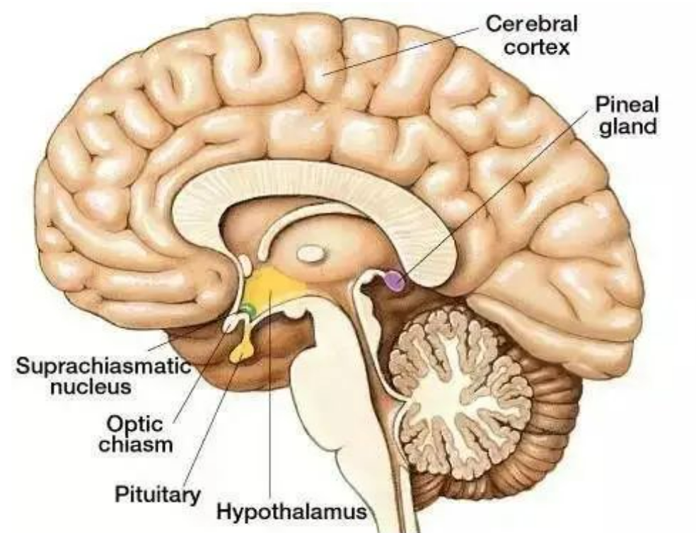 松果体没有那么神奇，警惕利用松果体宣传的伪科学和邪教